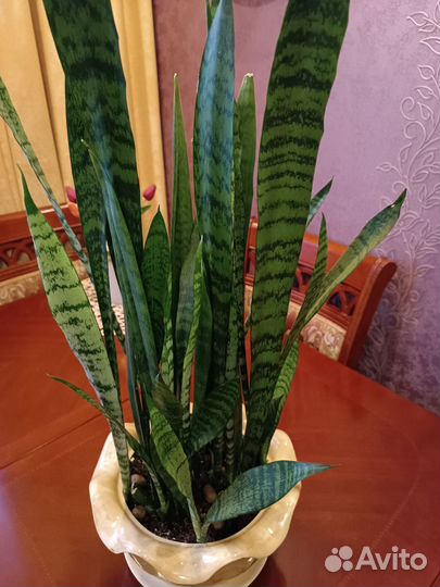 Сансевиерия. Щучий хвост