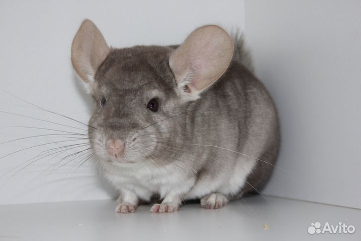 Шиншиллы из питомника