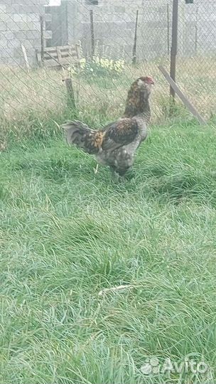 Куры петухи