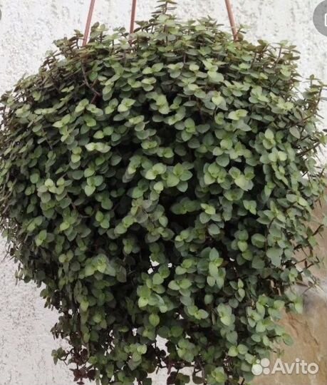 Каллизия мелколистная, филодендрон бархат, срезы