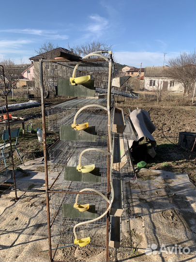 Клетки для перепелов