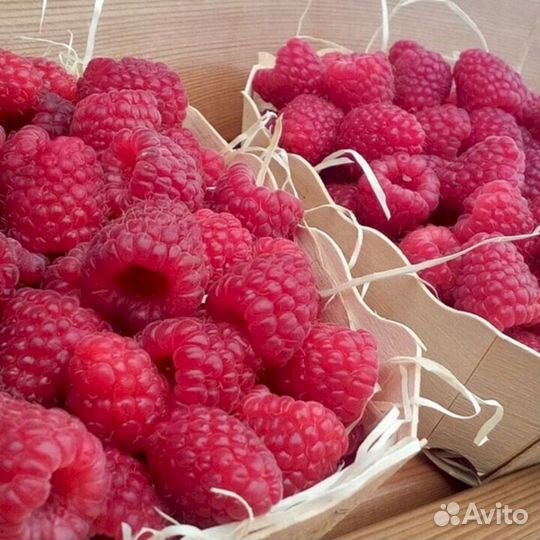 Саженцы малины Карамелька