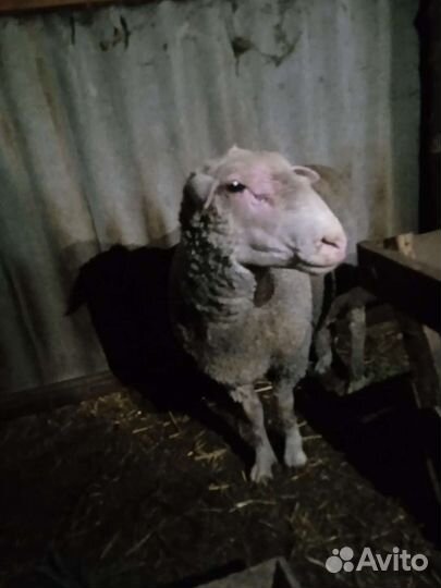 Баран тексель