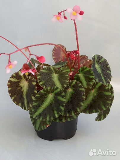 Часть 3. Бегонии декоративнолиственные