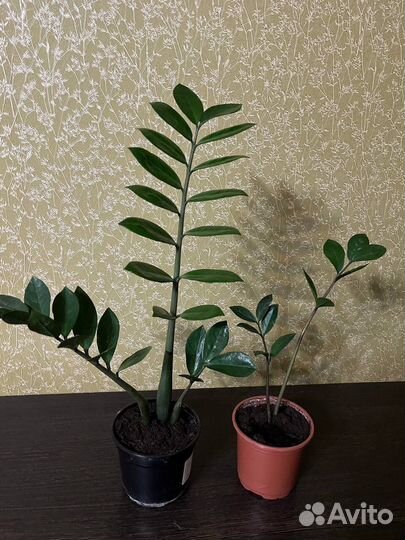 Замиокулькас, декабрист, мята