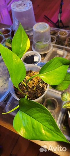 Сциндапсус