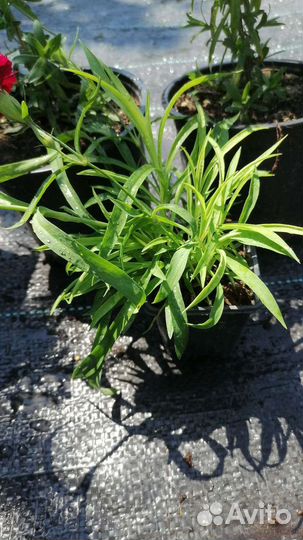 Гвоздика ампельная