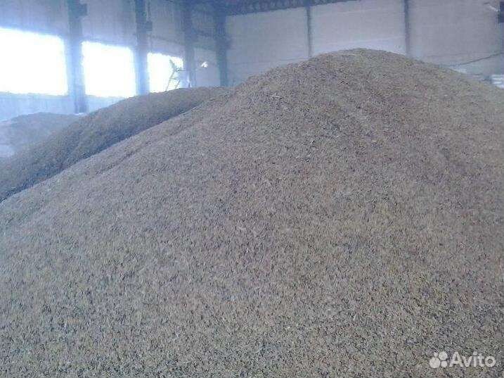 Зерно пшеница