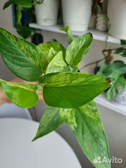 Ампельные растения,цветы для фитостен, Лианы