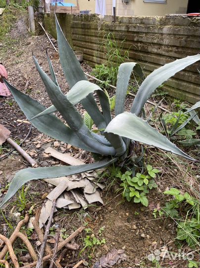 Агава