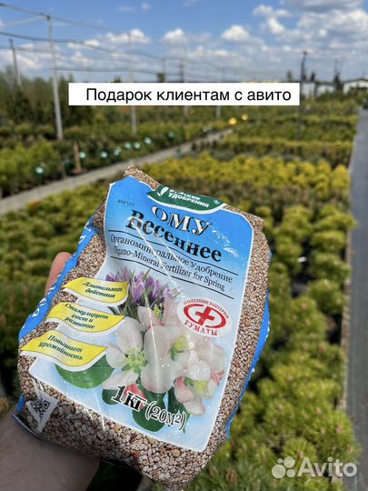 Туя шаровидная