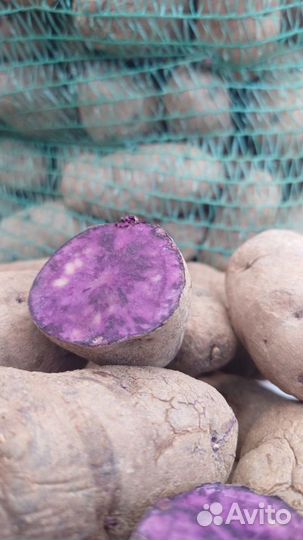 Картошка фиолетовая на посадку