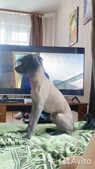 Вязка китайская хохлатая