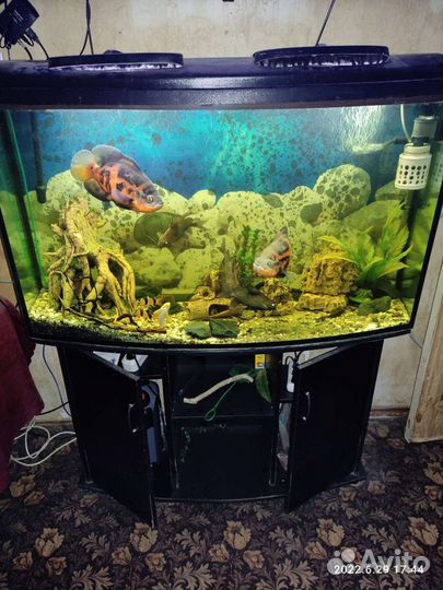 Аквариум