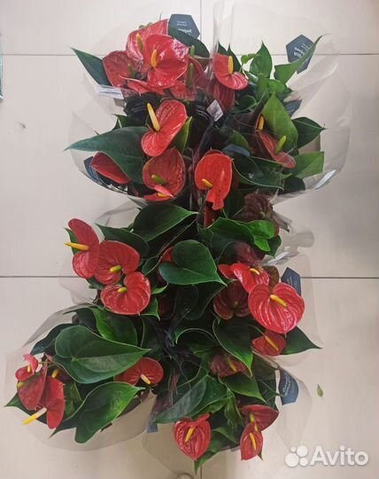 Антуриум Андреанум 12/40