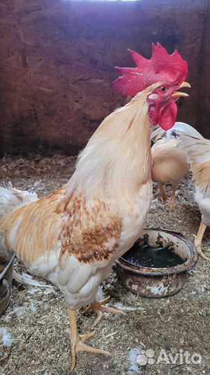 Петухи Ломан Браун, 2,5 года