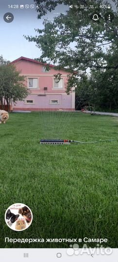 Передержка домашних животных собак и кошек