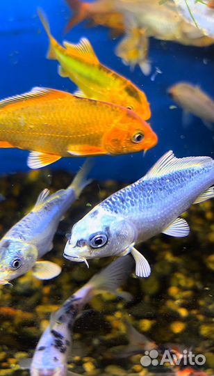 Карп кои в наличии