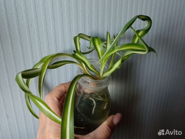 Хлорофитум кудрявый Бонни