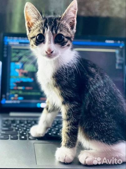 Котёнок ищет дом