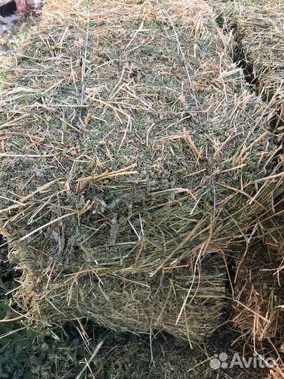 Продаётся зелёное сено люцерны и разнотравия
