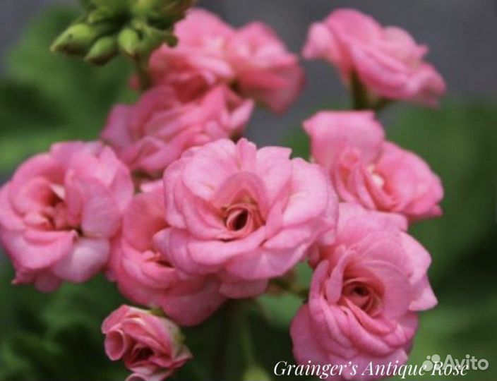 Пеларгония герань сортовая