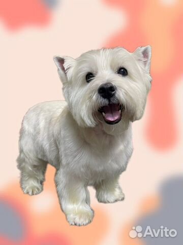 Груминг собак,стрижка собак,мытье,экспресс линька