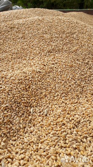 Зерно Пшеница Ячмень Солома ячменная