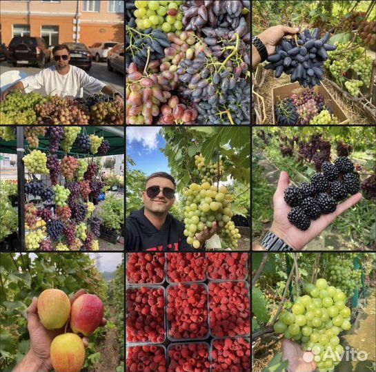 Саженцы, ежевика, виноград и др