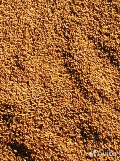 Пшеница тритикале