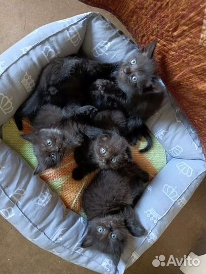 Кошки в добрые руки бесплатно