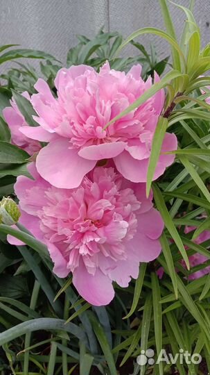 Пионы бордовые и розовые саженцы