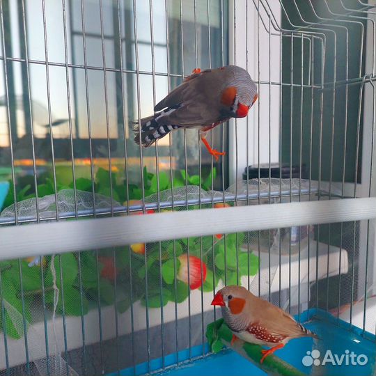 Амадинки