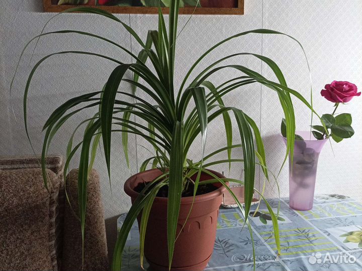 Пальма панданус