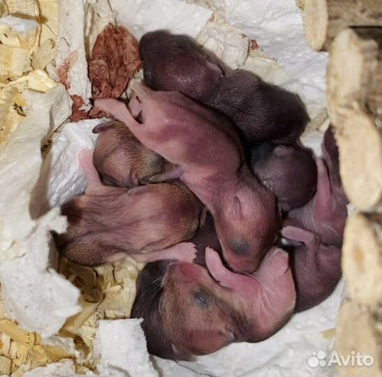 Джунгарские хомяки