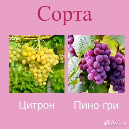 Виноград оптом технические/винные сорта