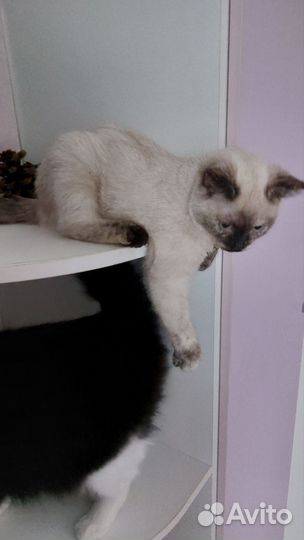 Котенок 3 мес. К лотку приучена