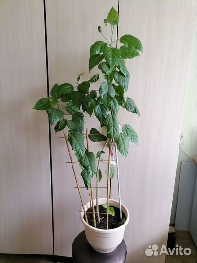 Китайская роза