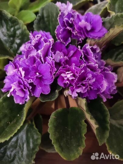 Фиалки взрослые цветушие