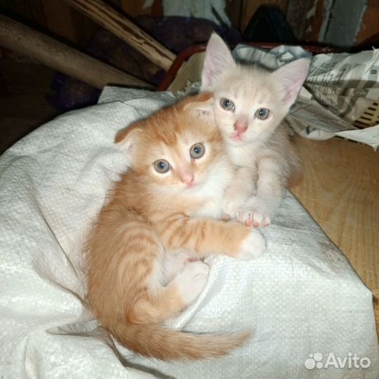 Отдам котенка в добрые руки породистые