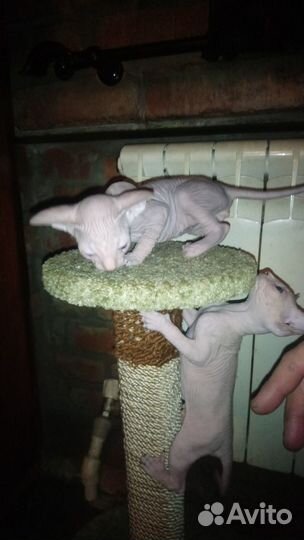 Котёнок канадского сфинкса