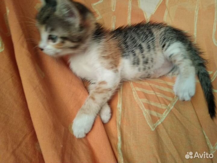 Котёнок трёхцветный