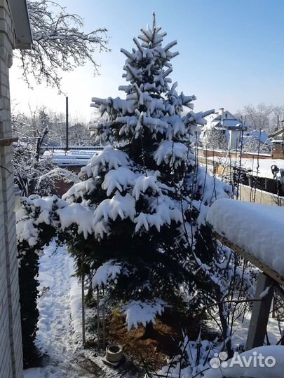 Ель голубая