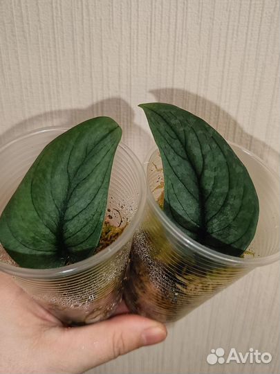 Сциндапсус Green Veine/ Bird wing