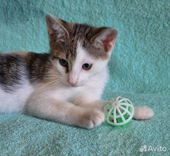 Котëнок мальчик 2,5 месяца