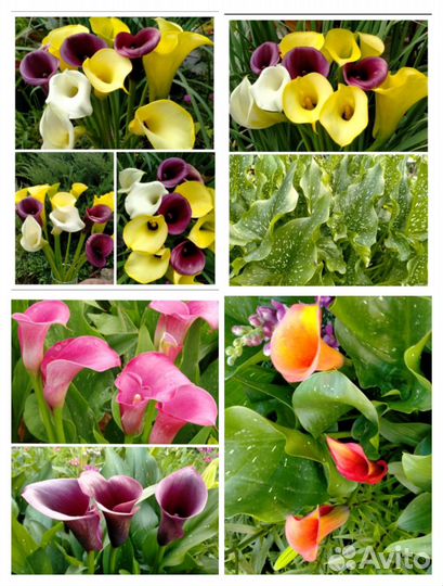 Зантедеския каллы