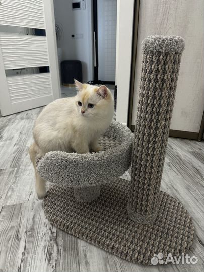 Лежанка для кошек с когтеточкой