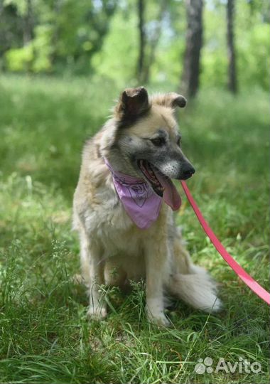 Собака в добрые руки отдам бесплатно