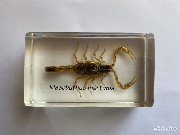 Бронзовка, скорпион. Настоящие насекомые