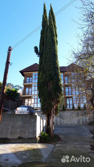 Клен японский